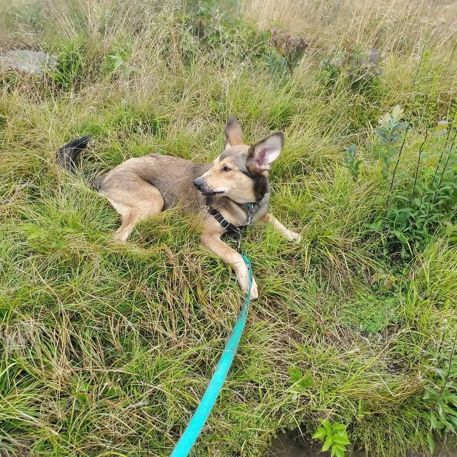 Lost dog in Knoxville, TN, 37924