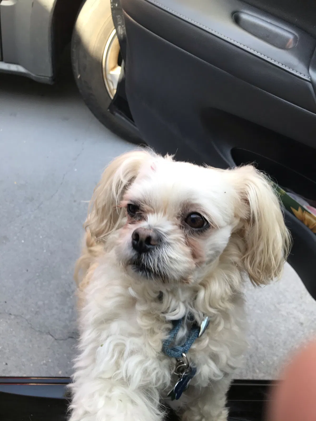 Lost dog in Palm Bay, FL, 32907