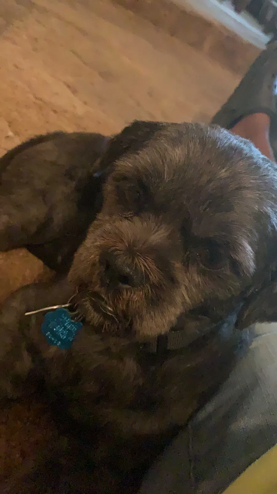 Found dog in Waynesboro, MS, 39367