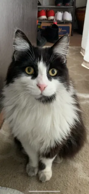 Lost cat in San Mateo, CA, 94404