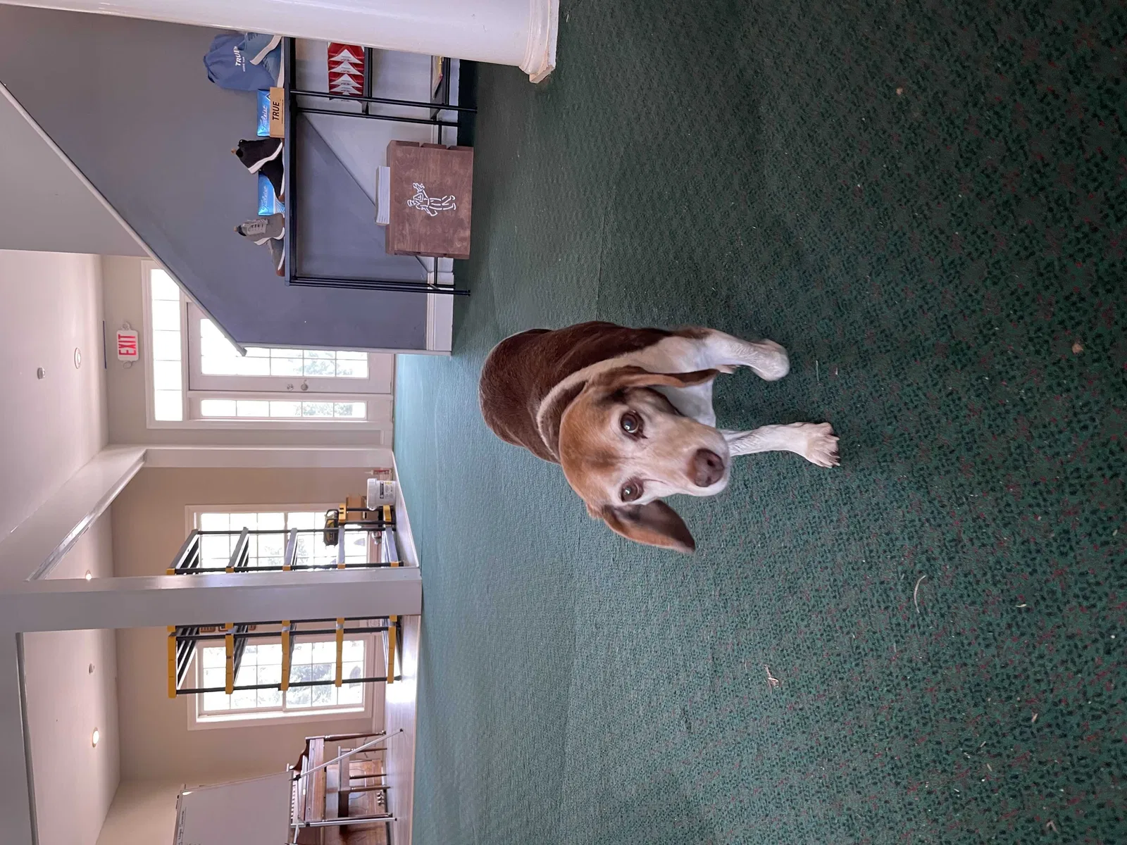 Found dog in Florence, SC, 29505