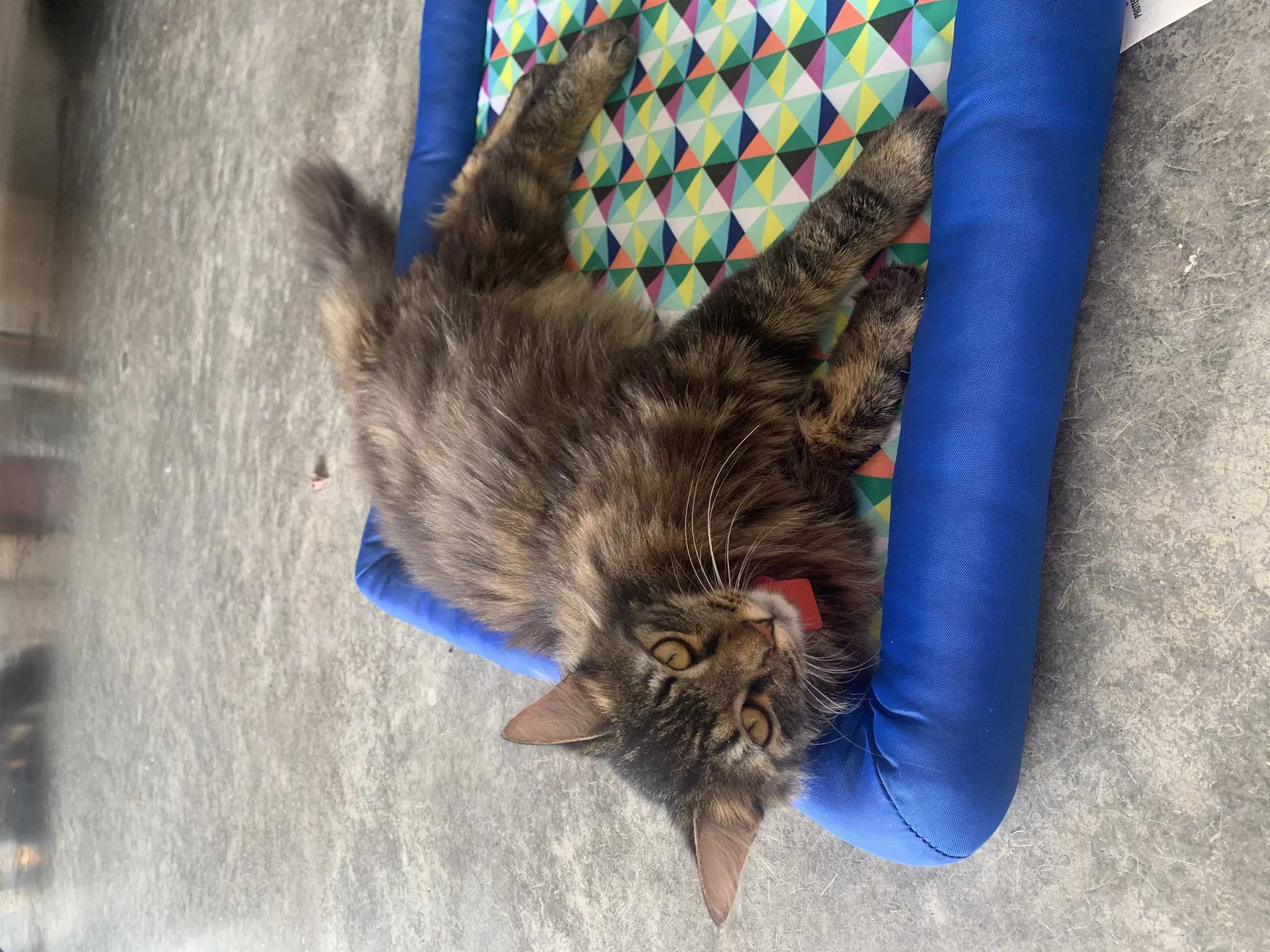 Lost cat in Bryant, AR, 72022