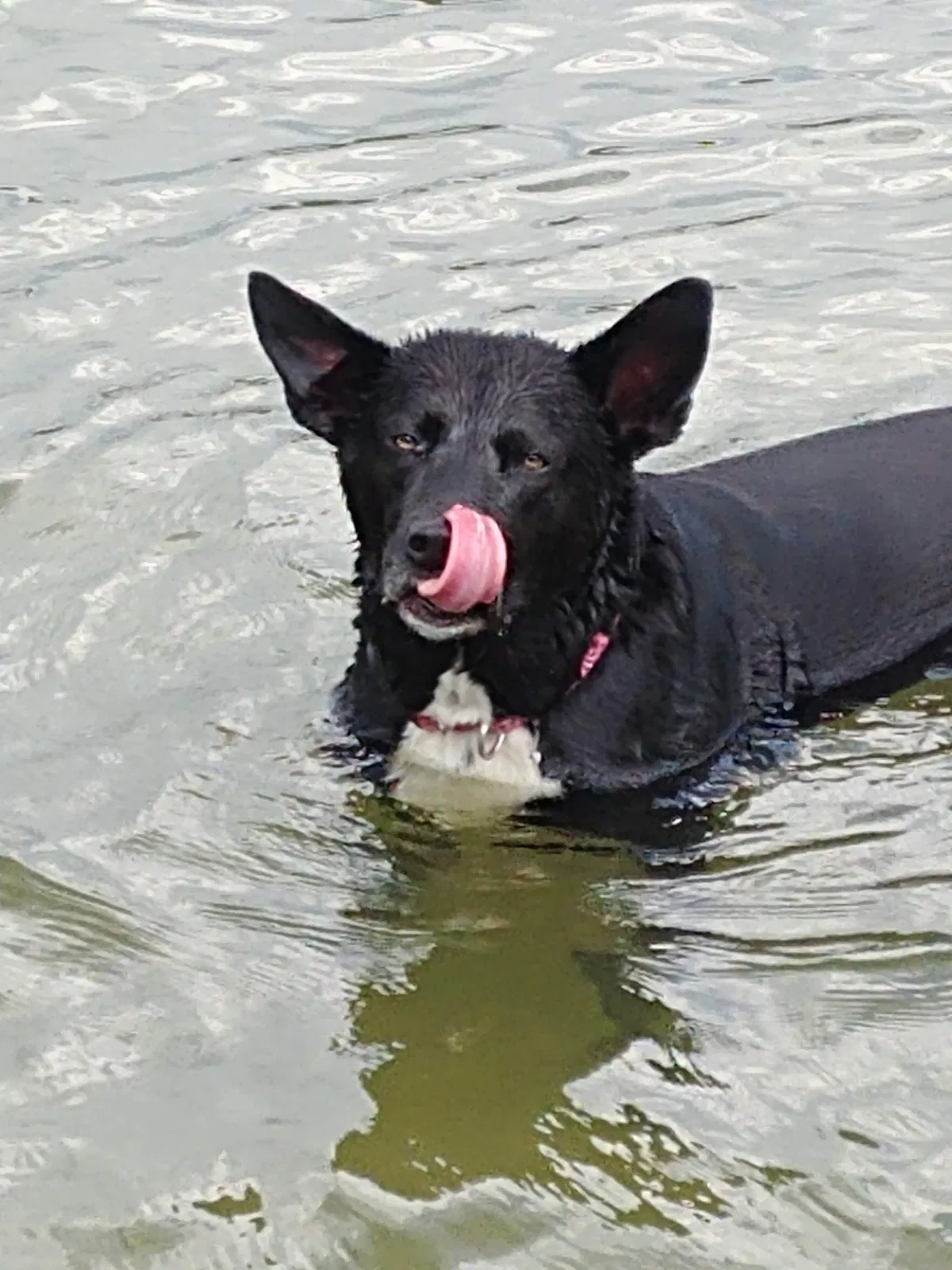 Lost dog in Battle Creek, MI, 49014