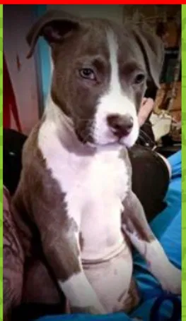 Lost dog in Tallahassee, FL, 32304
