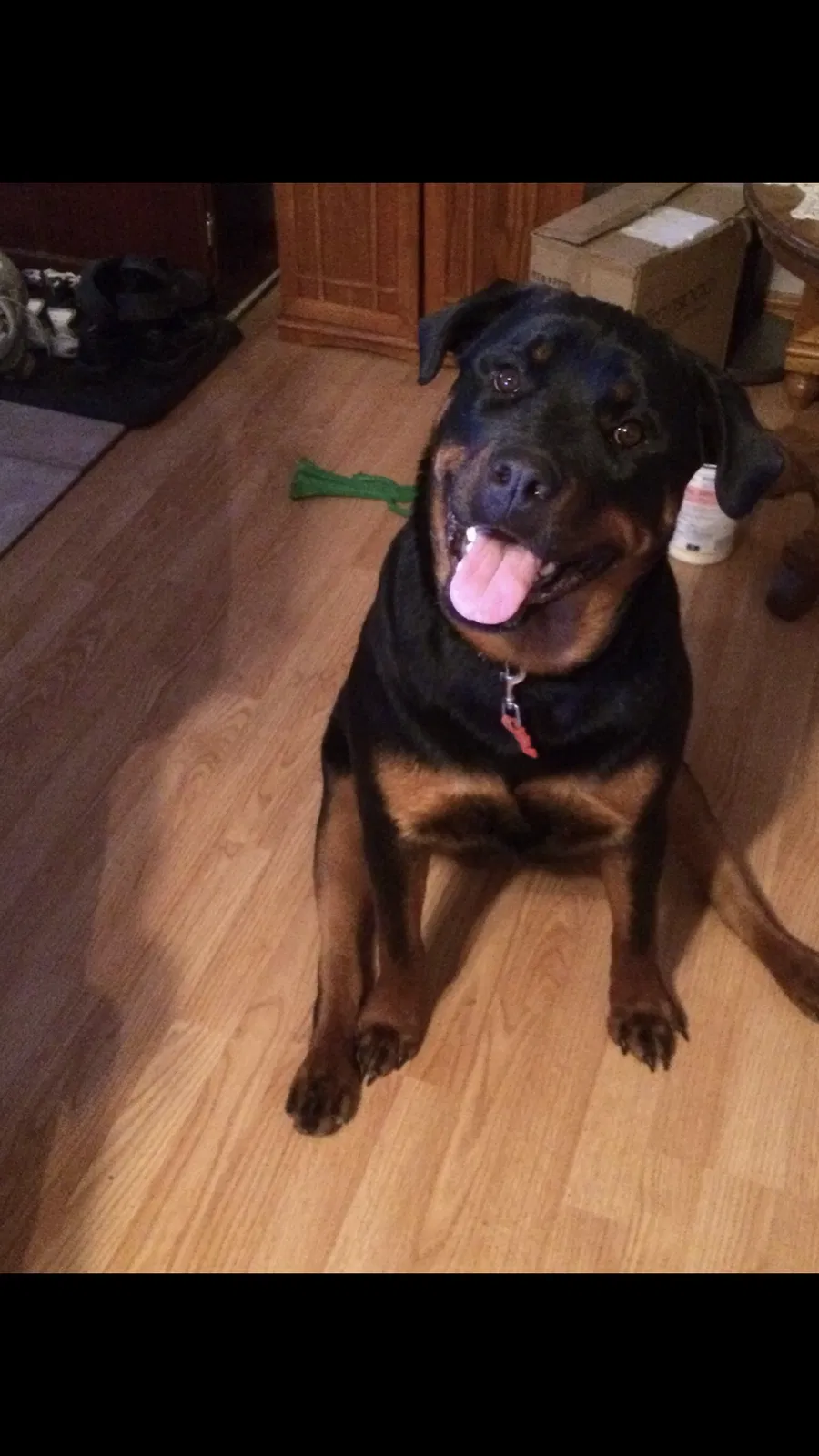 Lost dog in Independence, MO, 64058