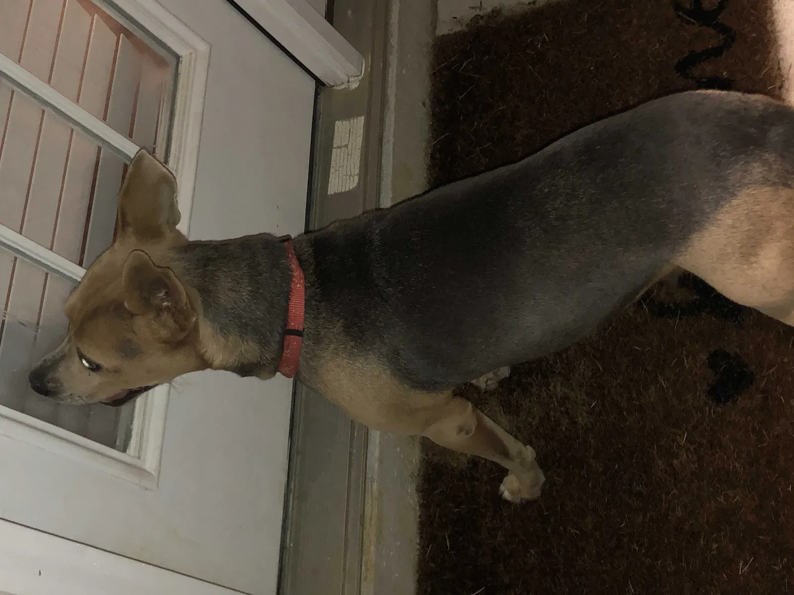 Found dog in Winston Salem, NC, 27107