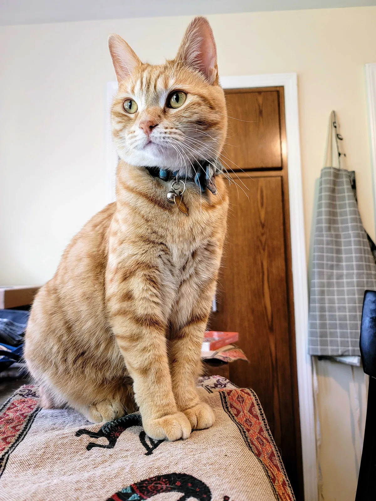 Lost cat in Joliet, IL, 60435