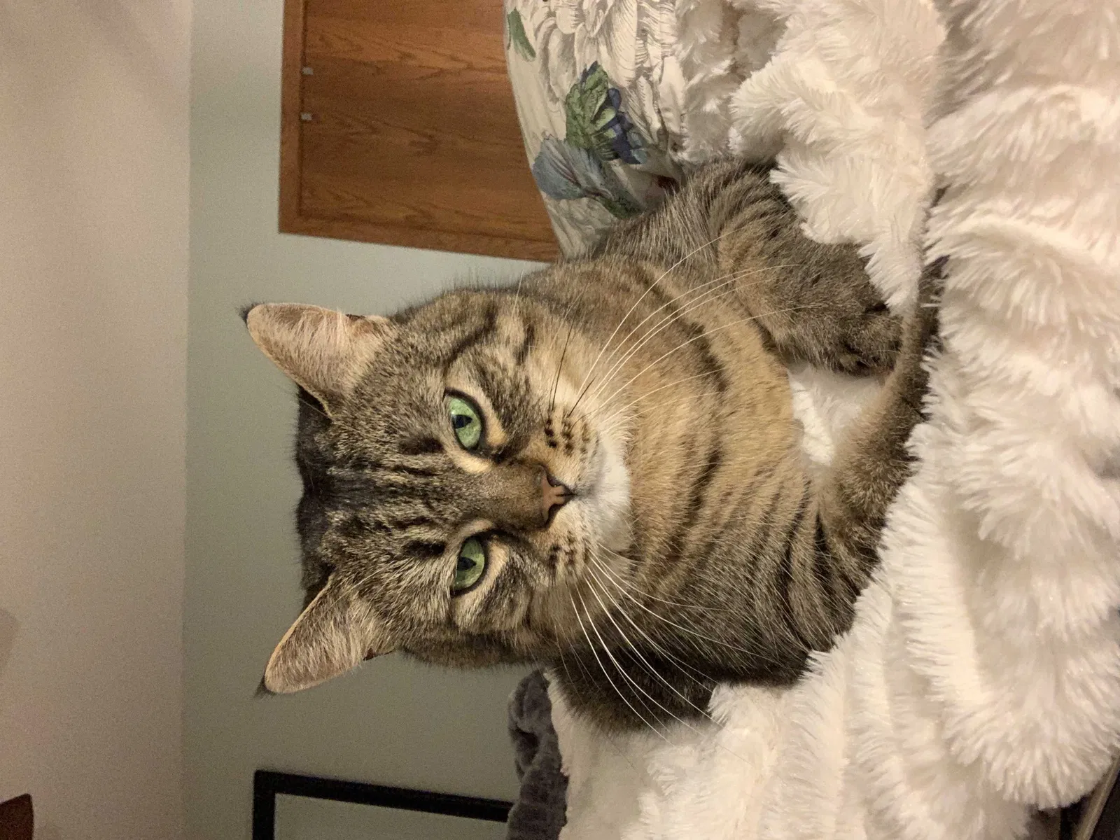 Lost cat in Roberts, WI, 54023