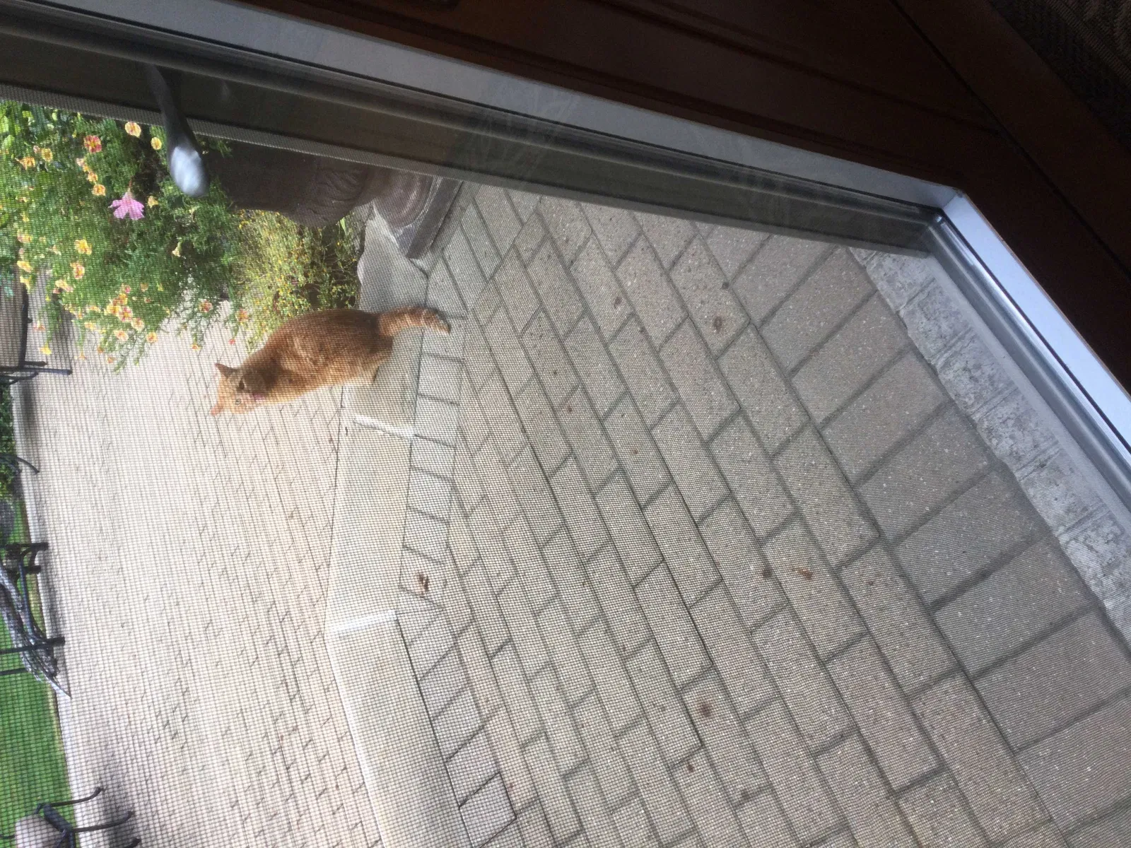 Found cat in Westlake, OH, 44145