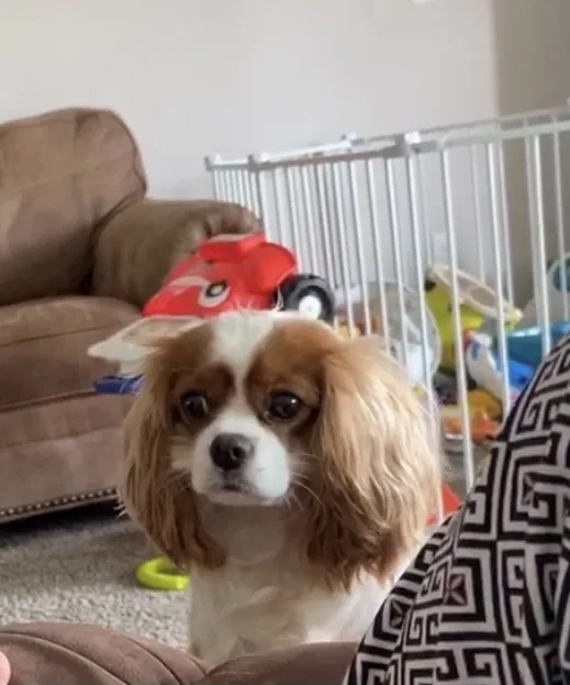 Lost dog in Oklahoma City, OK, 73160