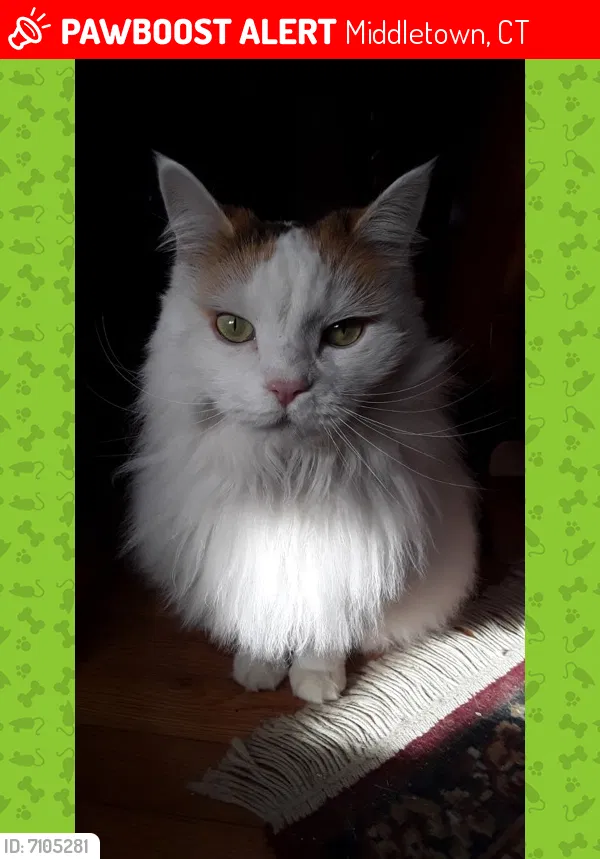 Lost cat in Middletown, CT, 6457