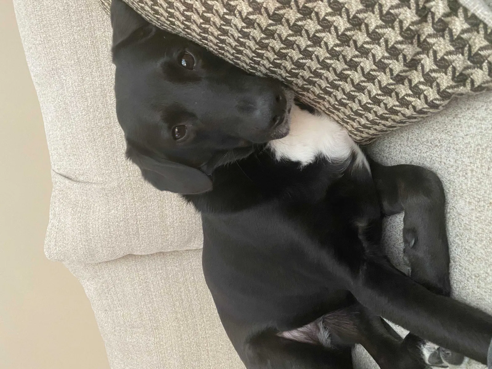 Lost dog in Fishers, IN, 46037