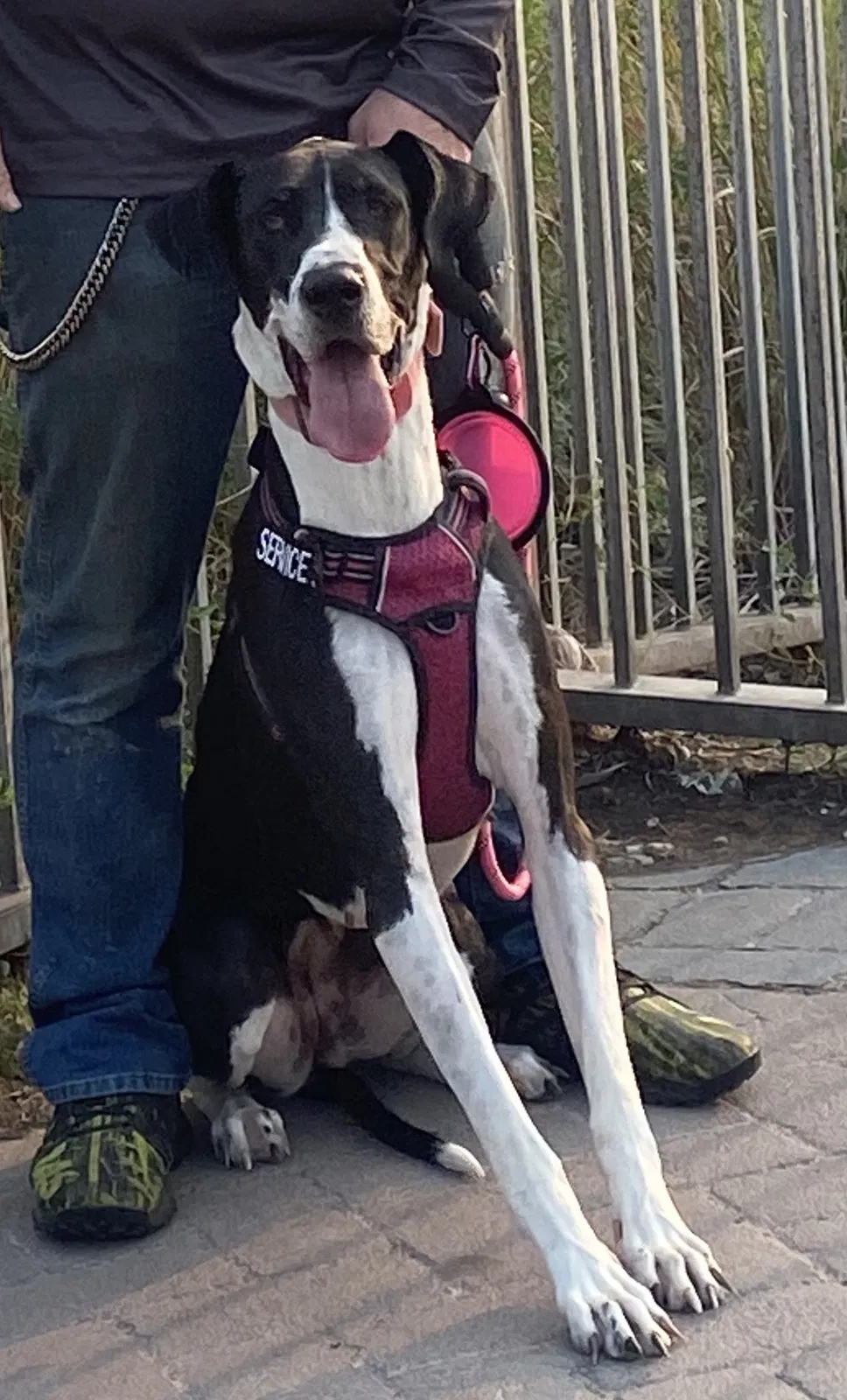 Lost dog in Mountlake Terrace, WA, 98043