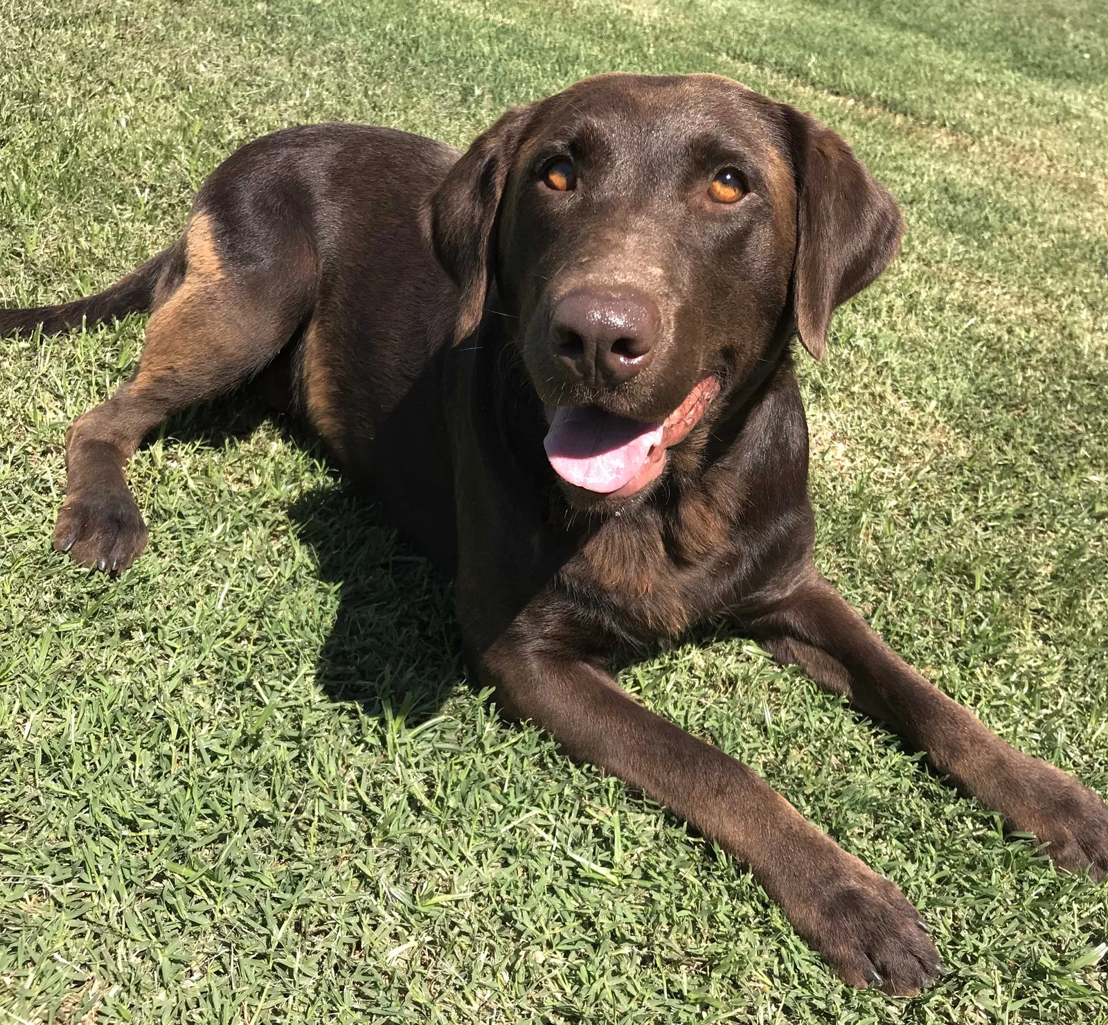 Lost dog in Newberry, SC, 29108