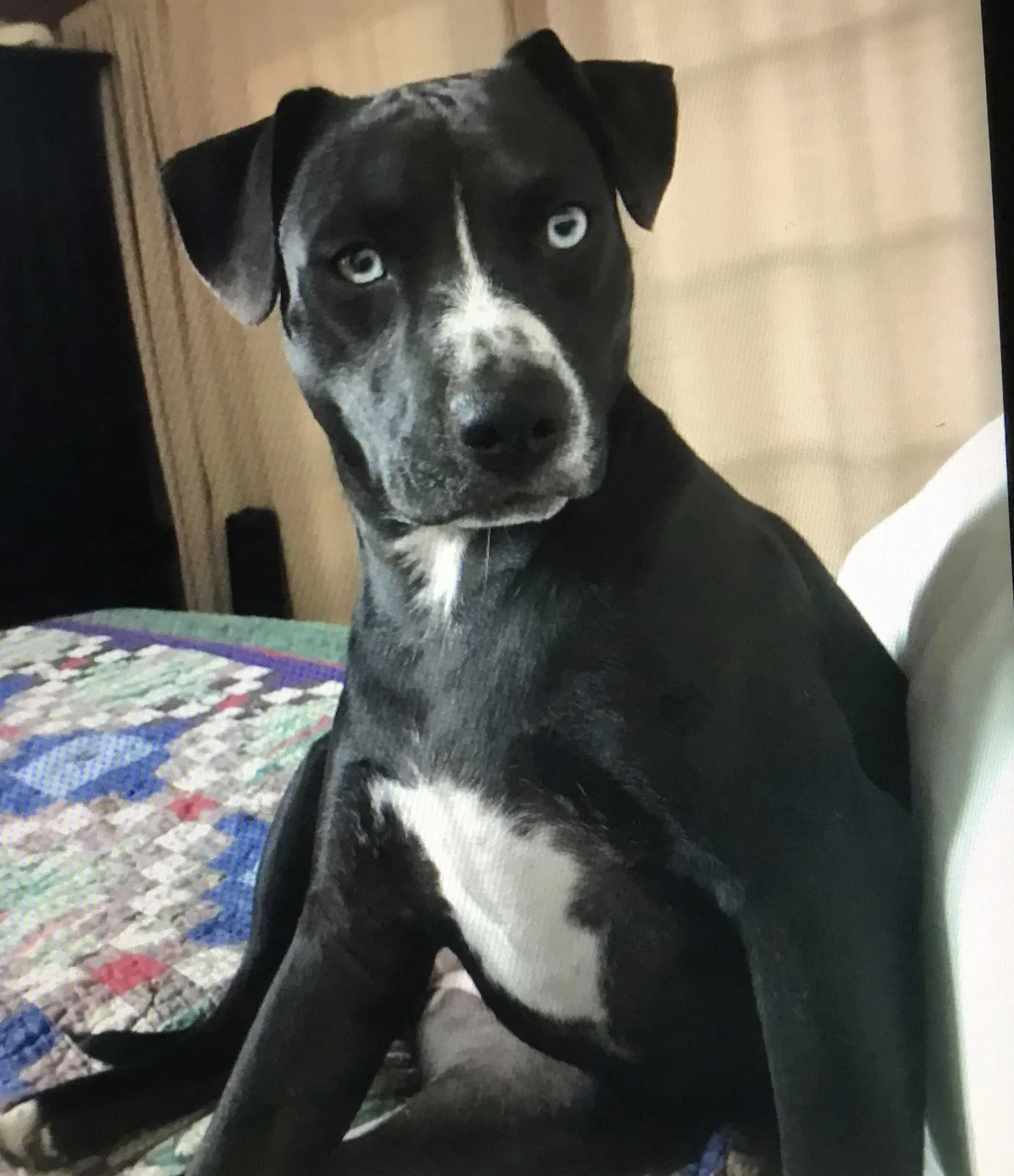 Lost dog in Lake Stevens, WA, 98258