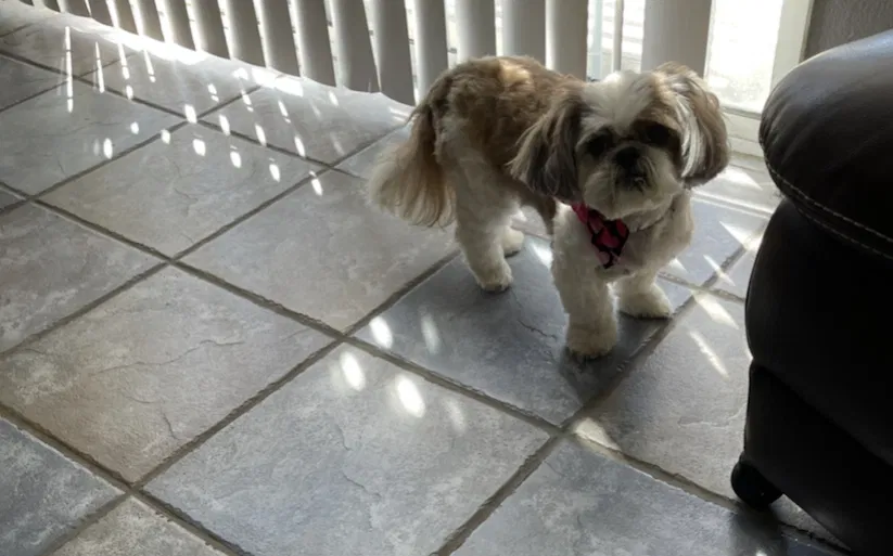 Lost dog in Fontana, CA, 92336