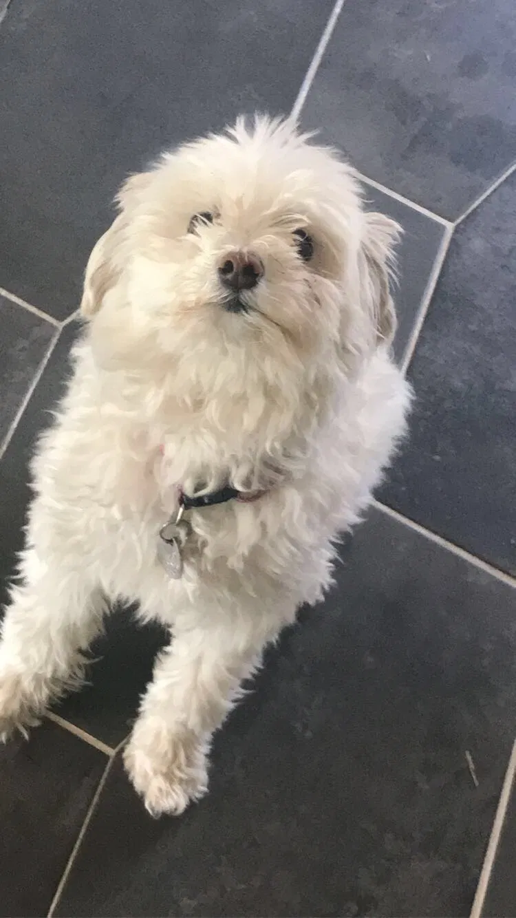Lost dog in Whittier, CA, 90604