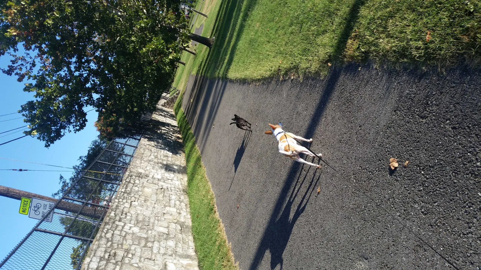 Lost dog in Nashville, TN, 37210