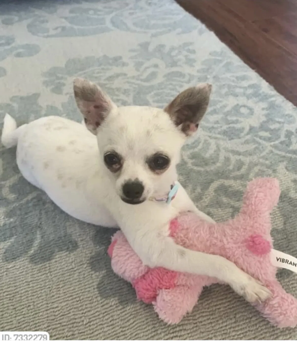 Lost dog in Spring, TX, 77373