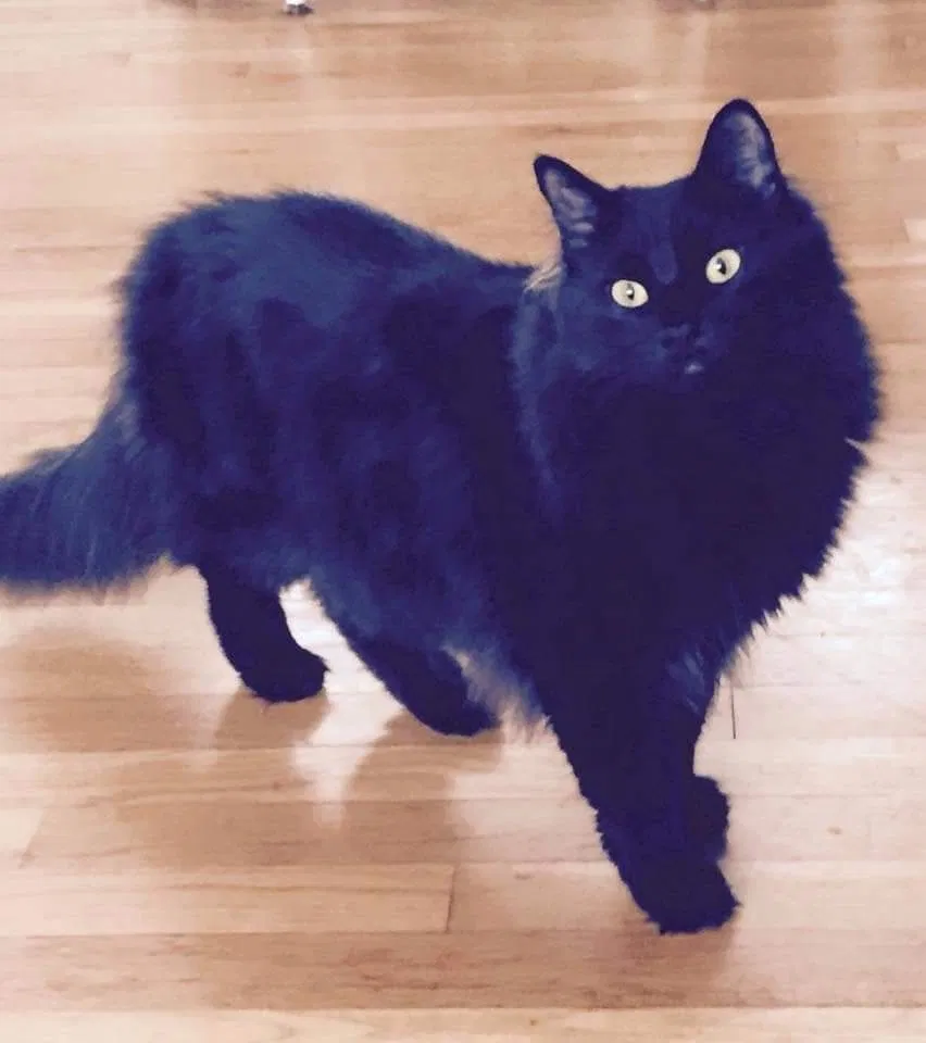 Lost cat in Nashua, NH, 3062