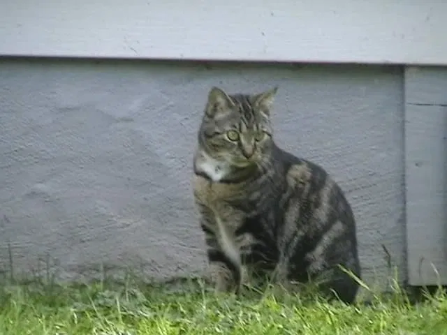 Lost cat in Laurel Bloomery, TN, 37680