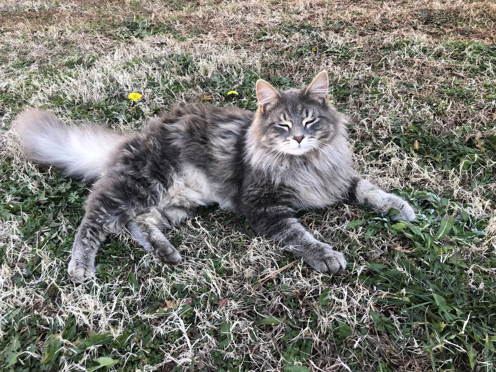 Lost cat in Dacula, GA, 30019