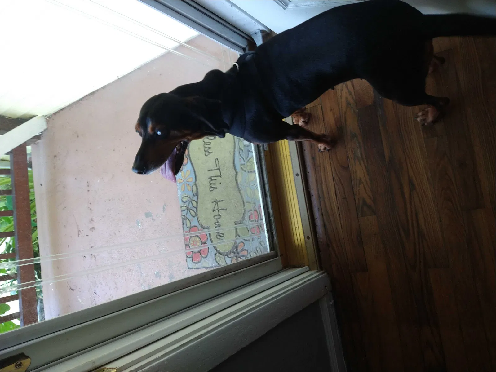 Lost dog in Newport News, VA, 23601
