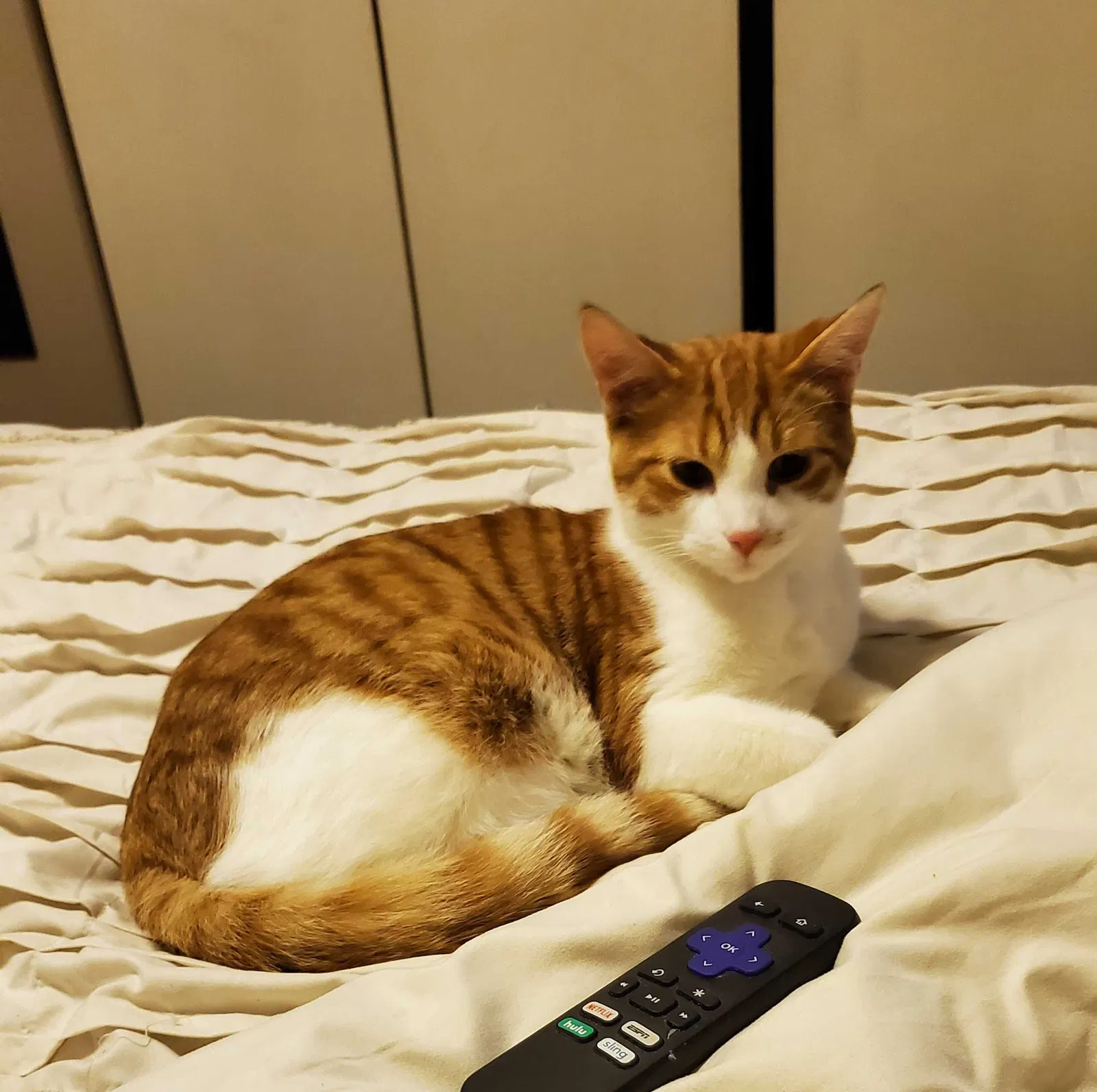 Lost cat in Saint Paul, MN, 55103