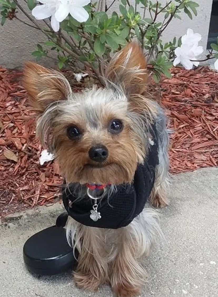 Lost dog in Bridgewater, MA, 2324