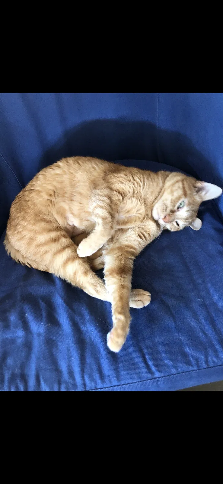 Lost cat in Escondido, CA, 92026