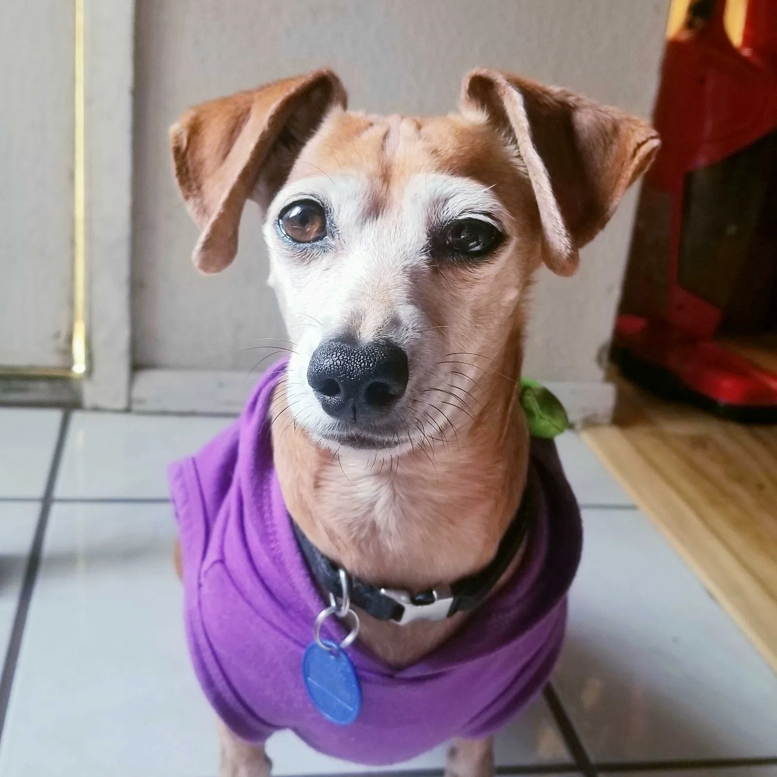 Lost dog in San Ysidro, CA, 92173