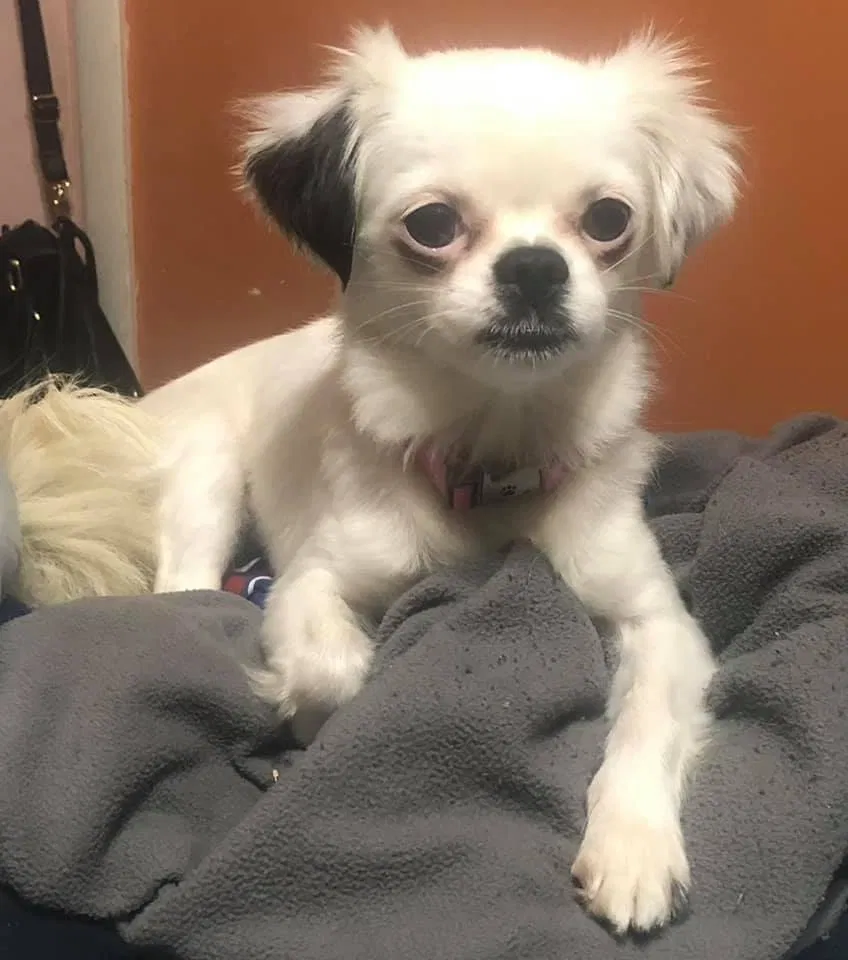 Lost dog in Long Branch, NJ, 7740