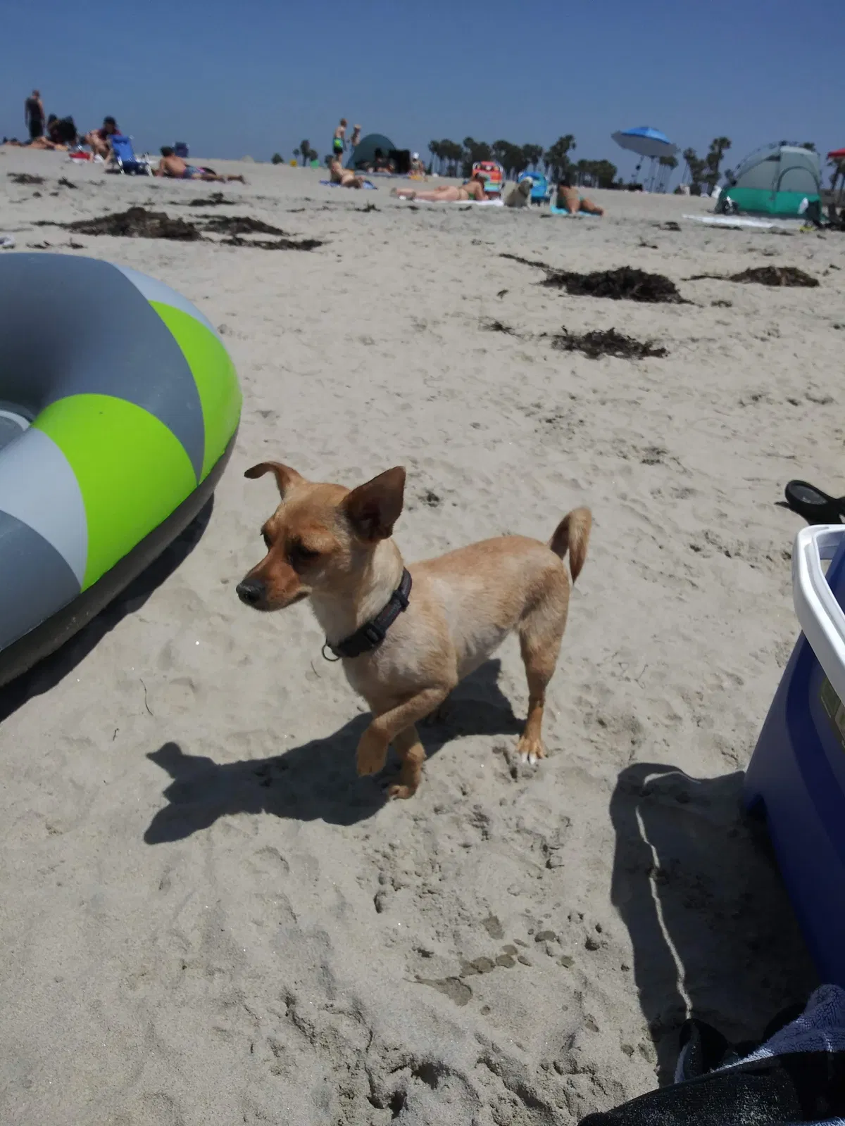 Lost dog in Mesa, AZ, 85203