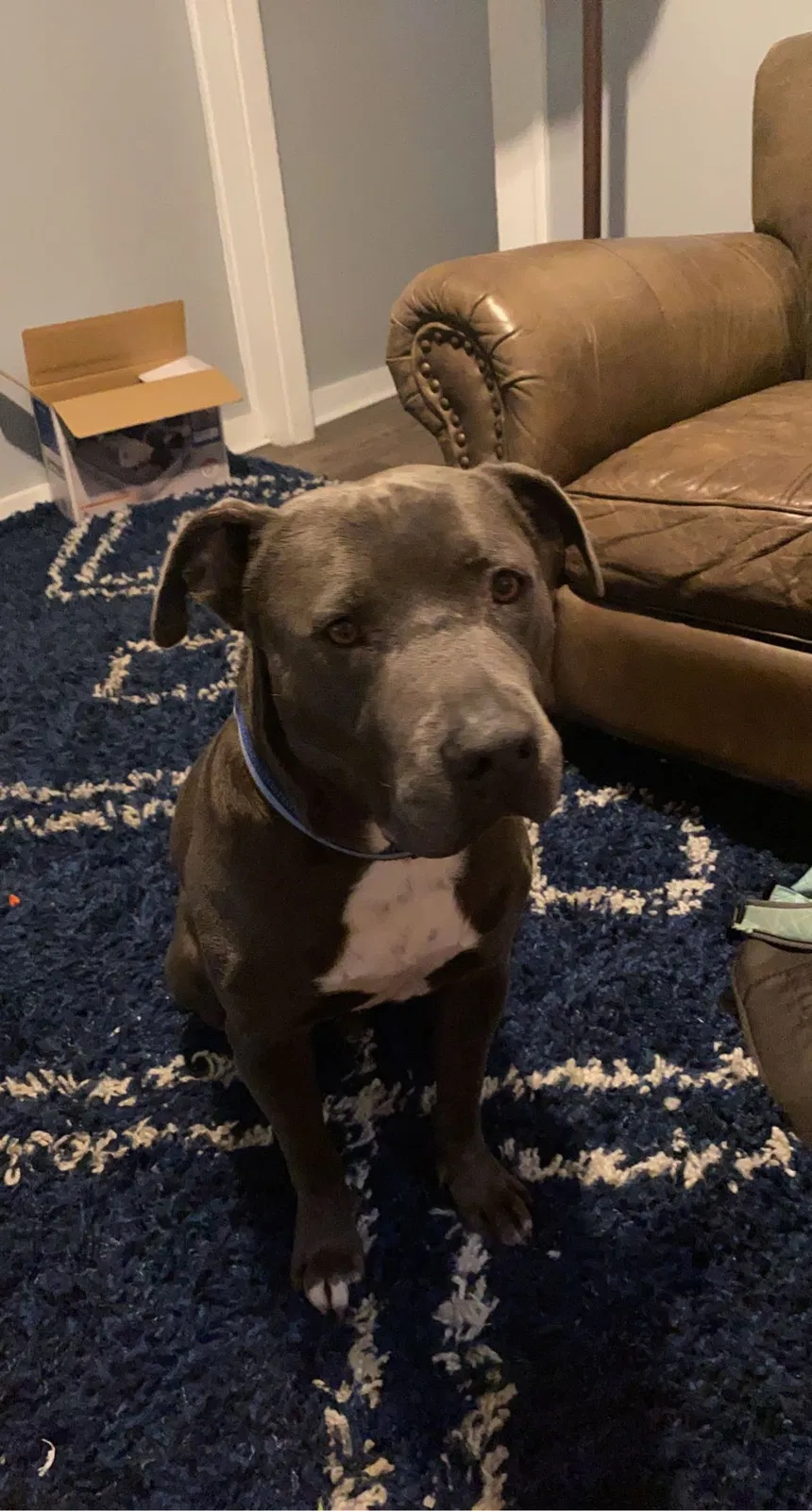 Lost dog in Indianapolis, IN, 46201