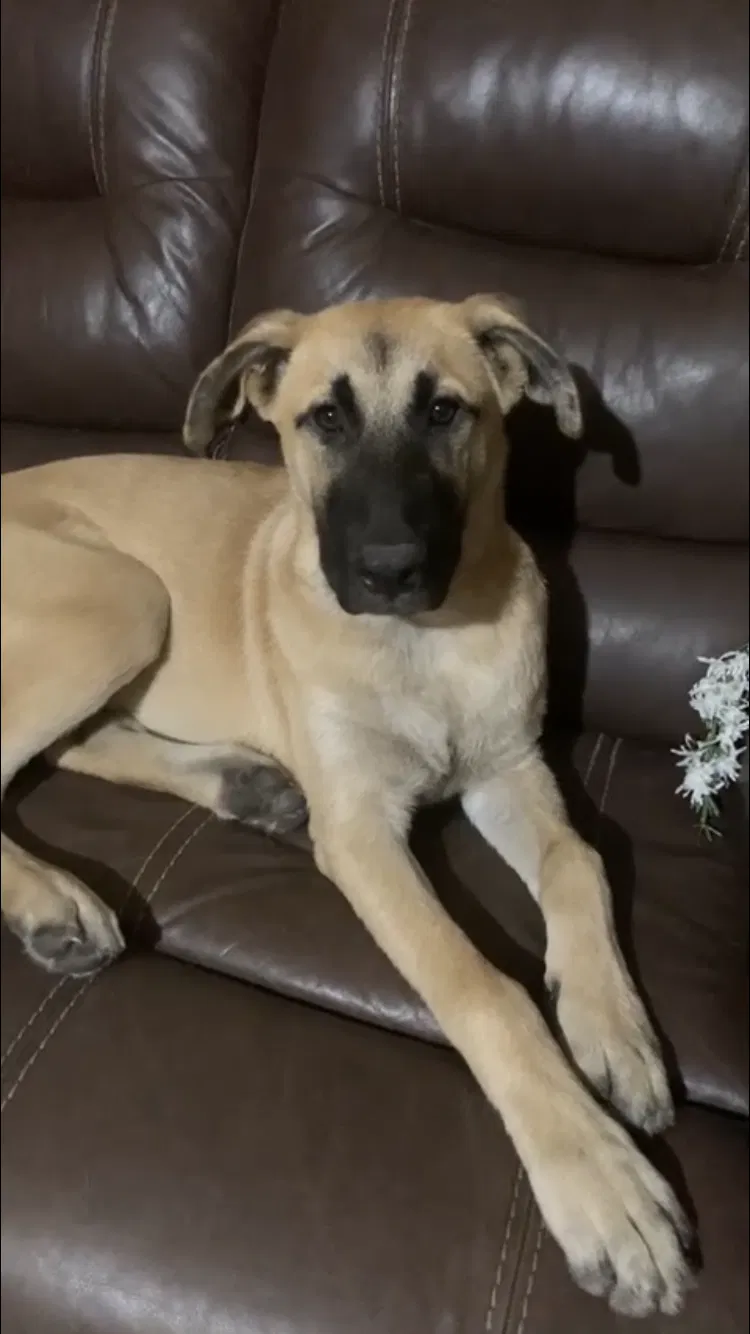 Lost dog in Mesquite, TX, 75149