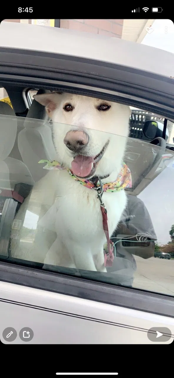 Lost dog in Concord, NC, 28025