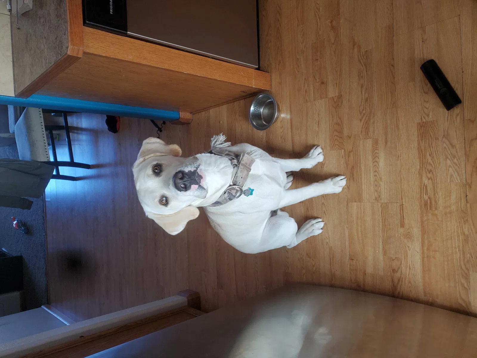 Lost dog in Loveland, CO, 80537