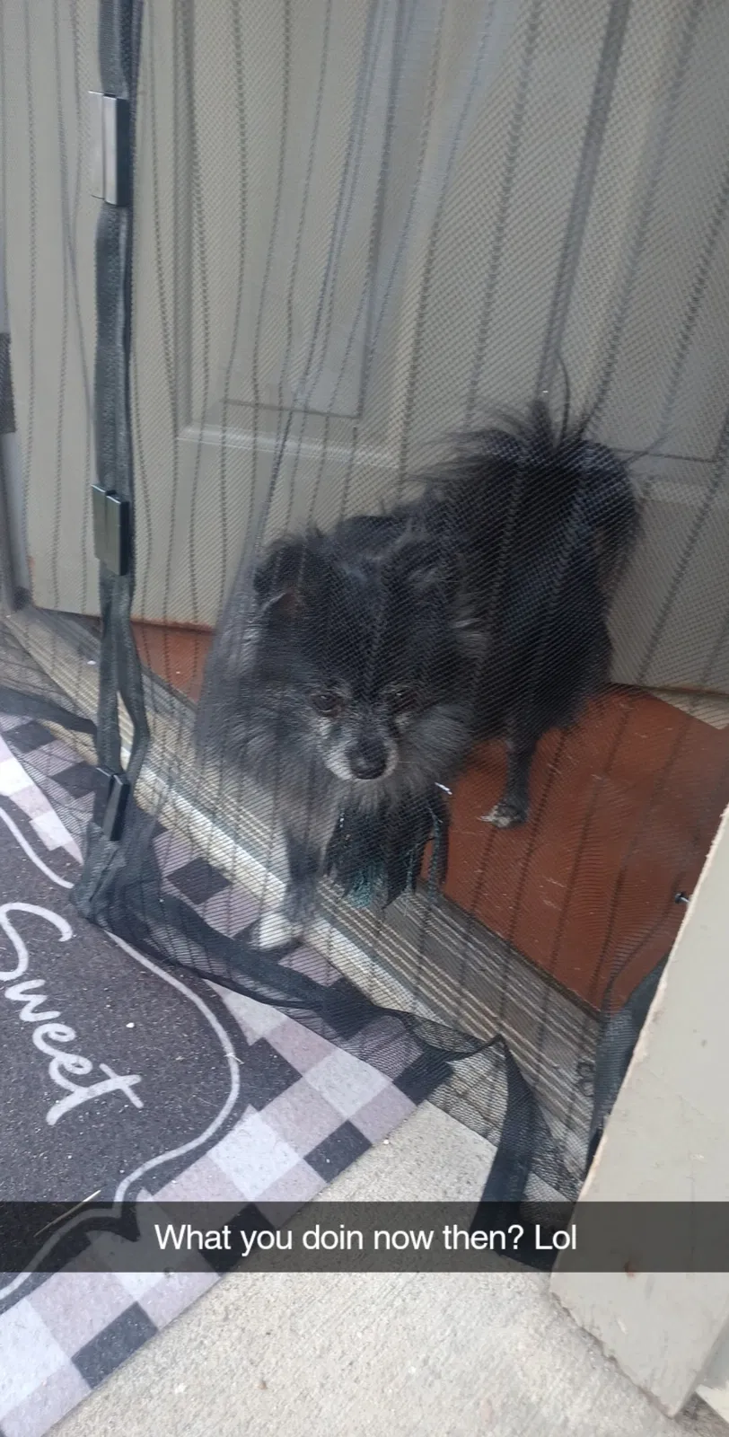 Lost dog in Louisville, KY, 40203