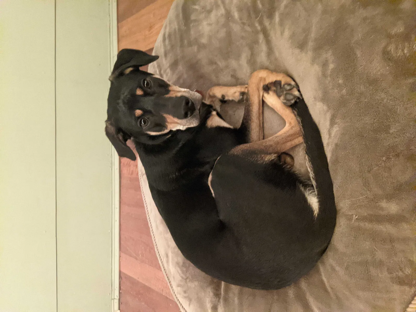 Lost dog in Takoma Park, MD, 20912