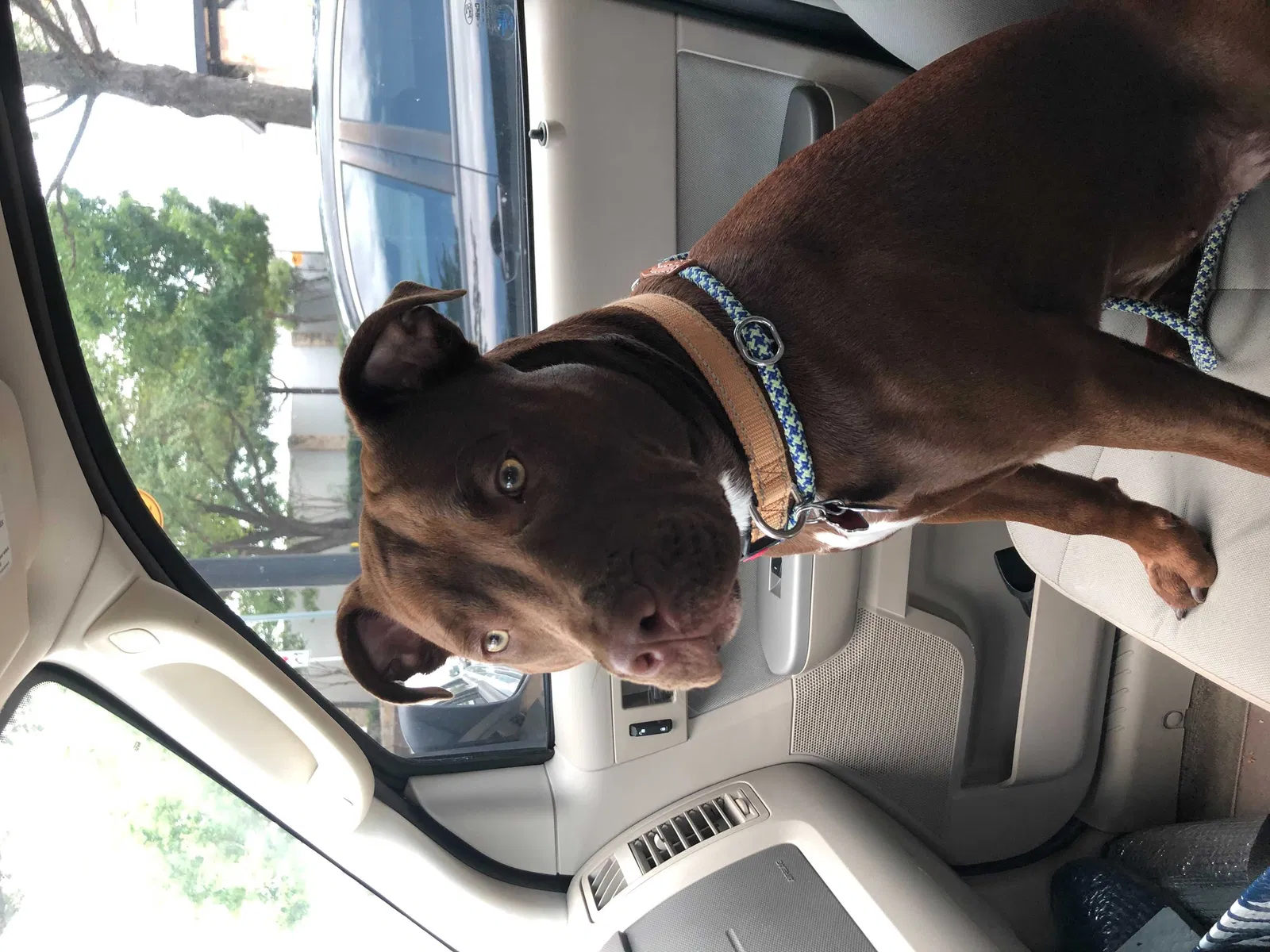 Lost dog in Austin, TX, 78741
