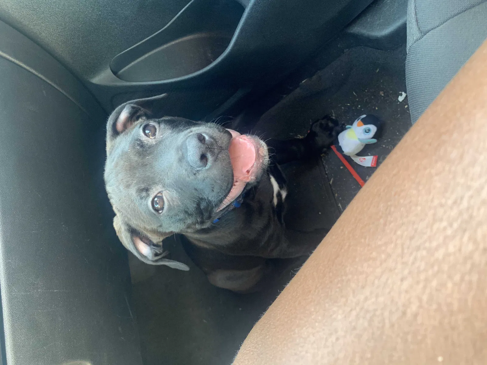 Lost dog in Nashville, TN, 37216