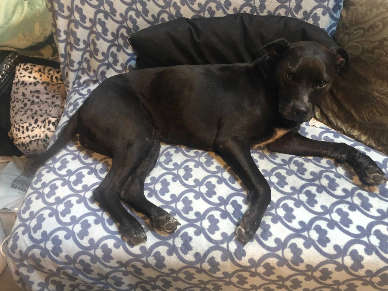 Lost dog in Kent, WA, 98042