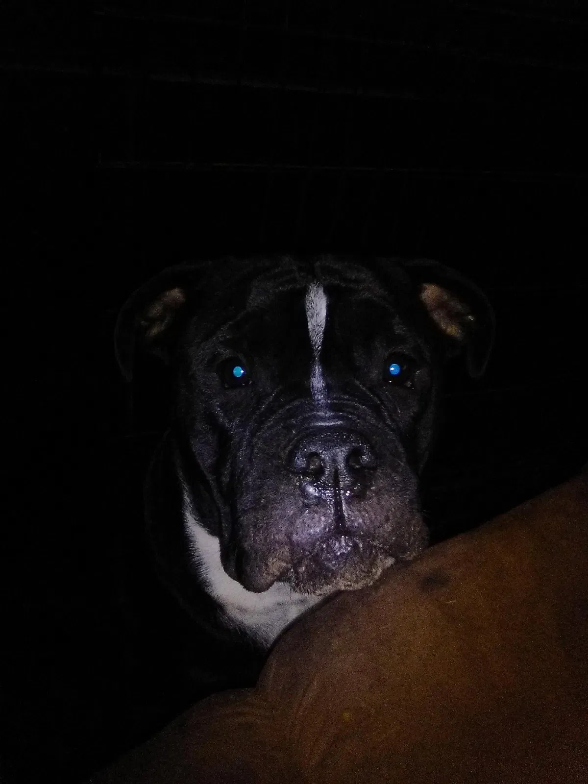 Lost dog in Harrah, OK, 73045