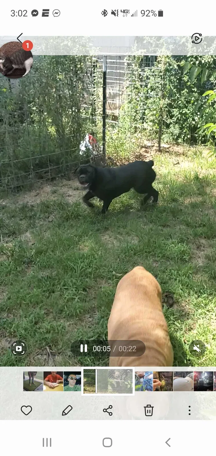 Lost dog in Harrah, OK, 73045