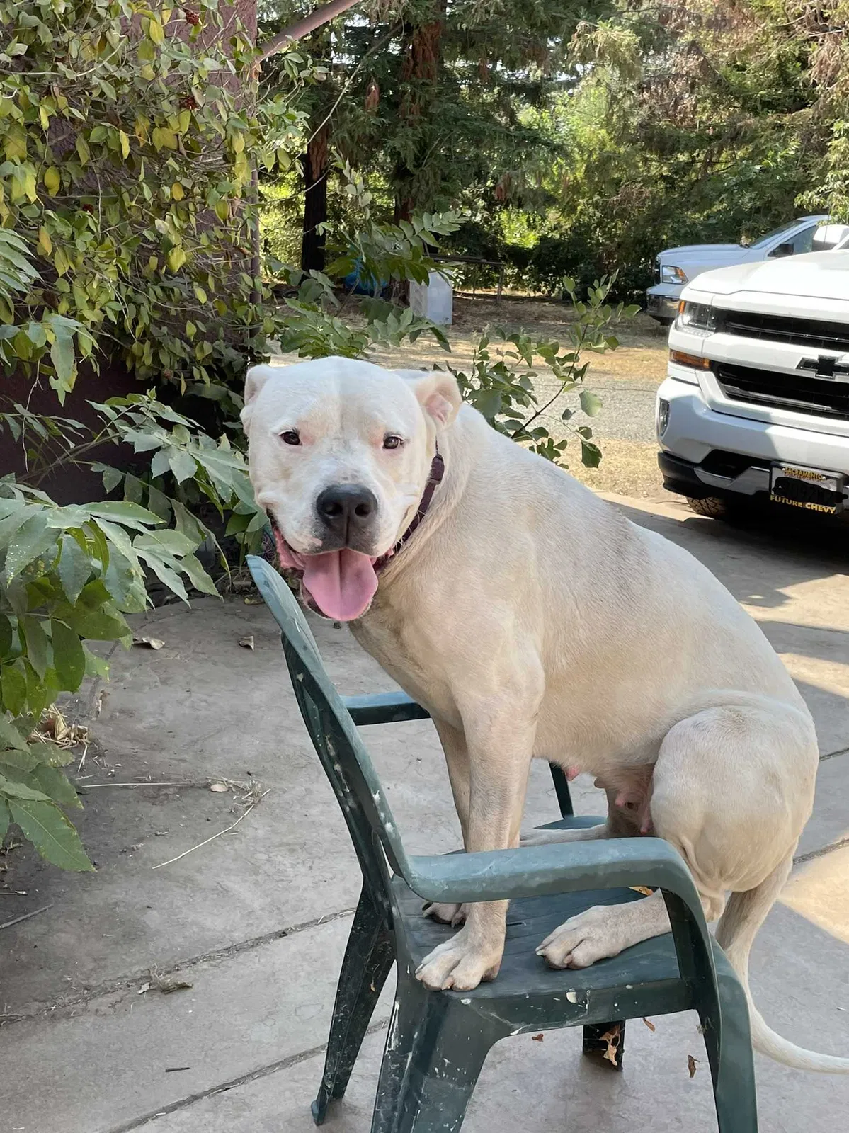 Lost dog in Sacramento, CA, 95838