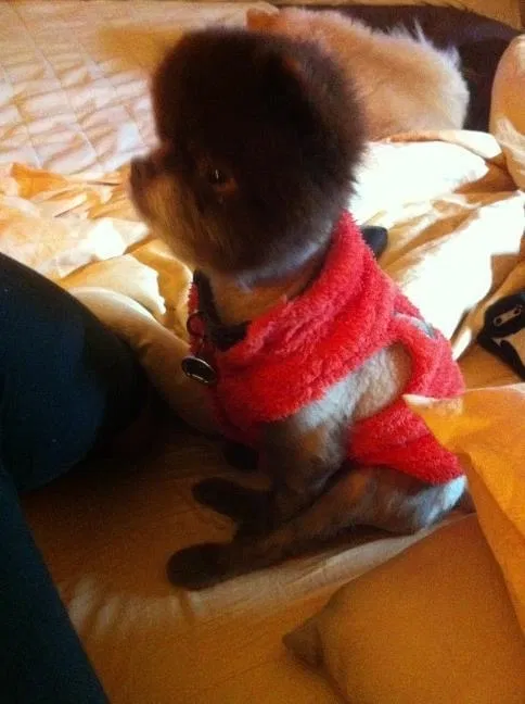 Lost dog in Gretna, LA, 70056
