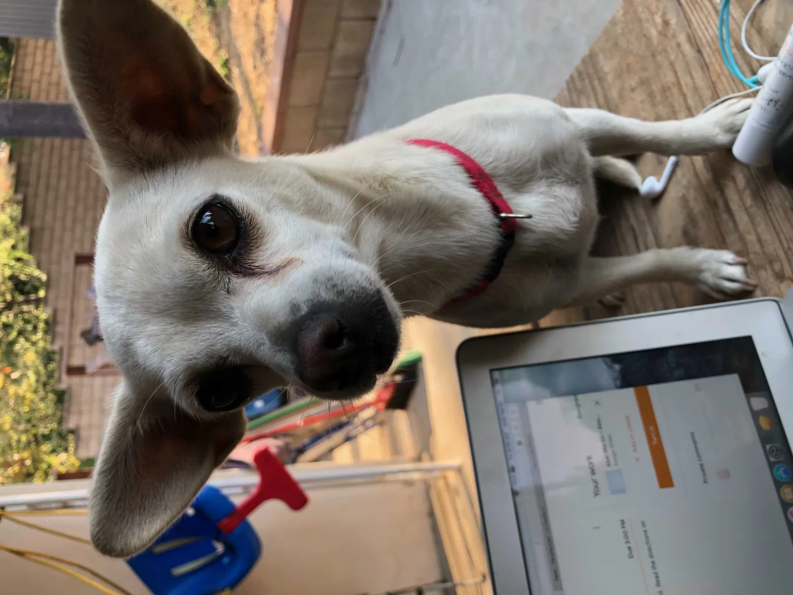 Lost dog in Alhambra, CA, 91803