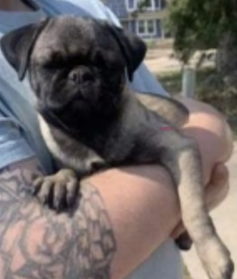 Lost dog in Aurora, CO, 80013