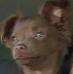 Lost dog in Oklahoma City, OK, 73127