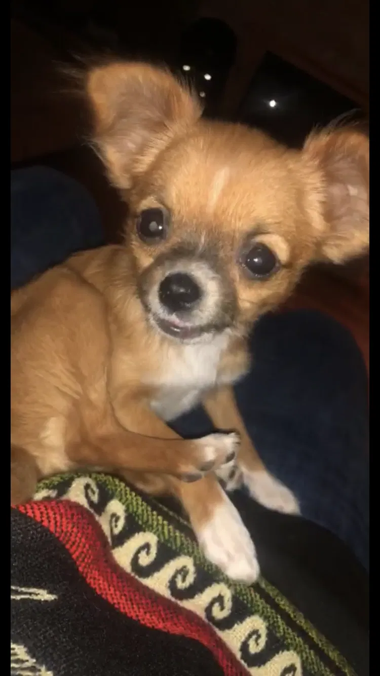Lost dog in Hillsboro, OR, 97124
